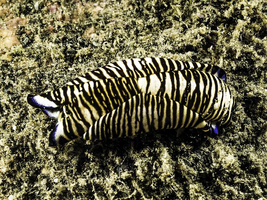 Tubulophilinopsis lineolata